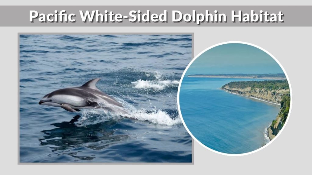 Pacific White-Sided Dolphin Habitat