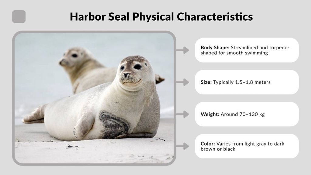 Harbor Seal Physical Characteristics