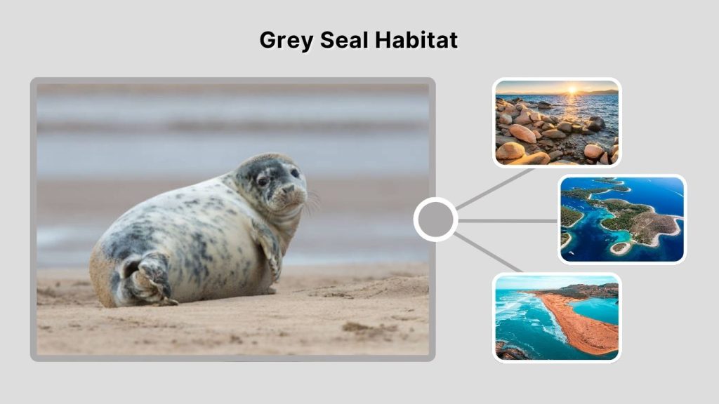 Grey Seal Habitat