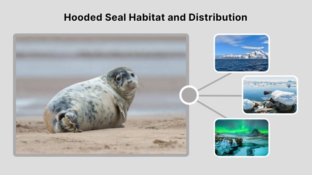 Hooded Seal Habitat and Distribution
