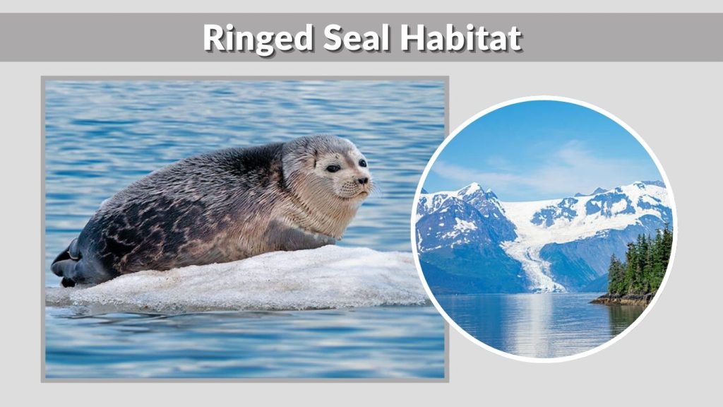 Ringed Seal Habitat