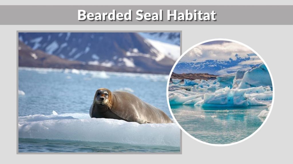 Bearded Seal Habitat