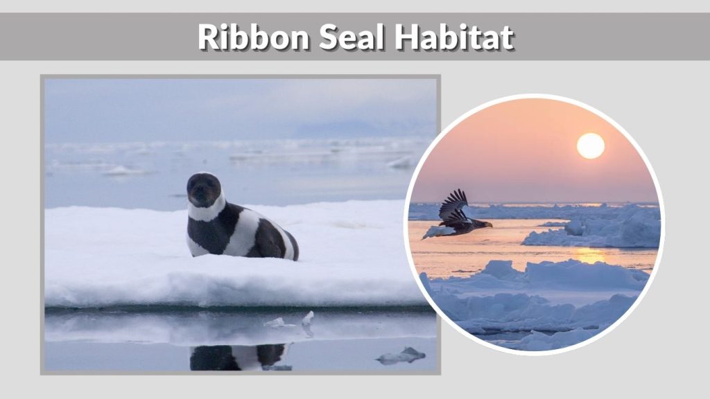 Ribbon Seal Habitat