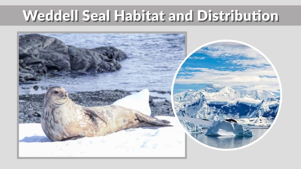Weddell Seal Habitat and Distribution