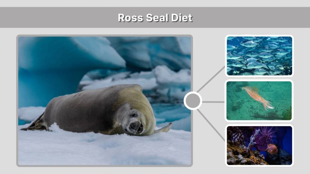 Ross Seal Diet