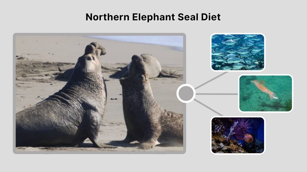 Northern Elephant Seal Diet