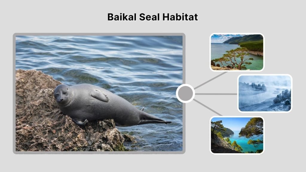 Baikal Seal Habitat