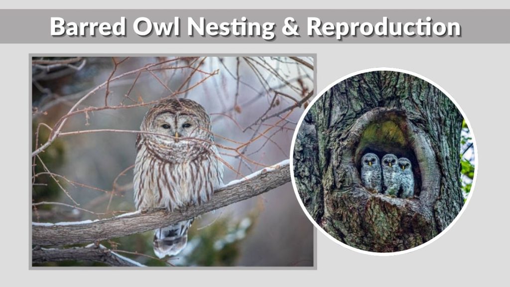 Barred Owl Nesting & Reproduction
