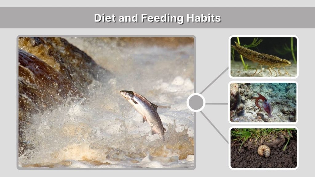 Diet and Feeding Habits