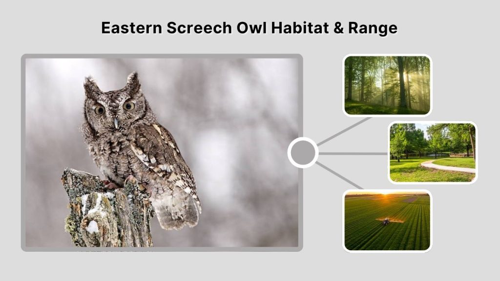 Eastern Screech Owl Habitat & Range
