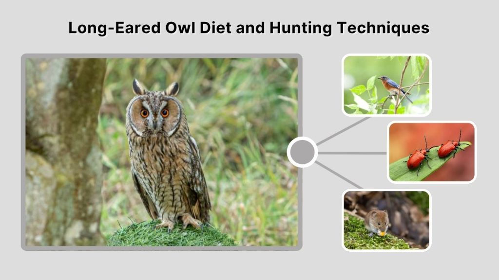 Long-Eared Owl Diet and Hunting Techniques