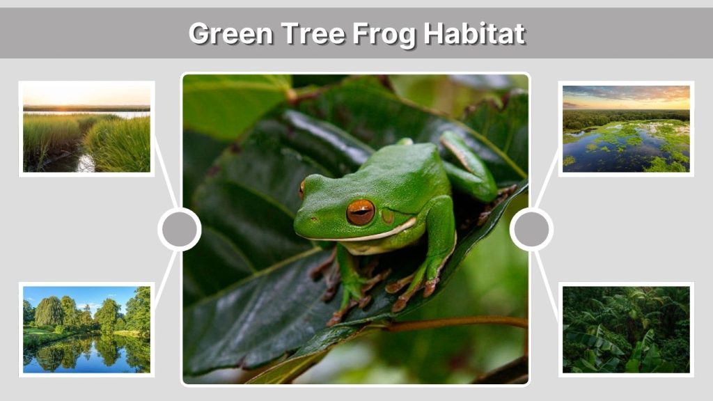 Green Tree Frog Habitat