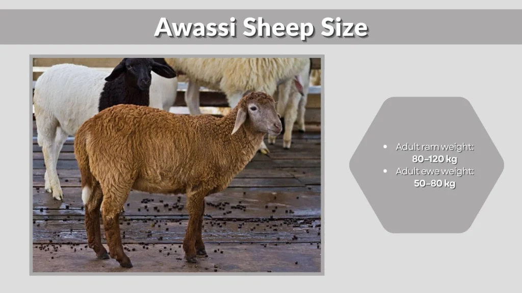 Awassi Sheep Size