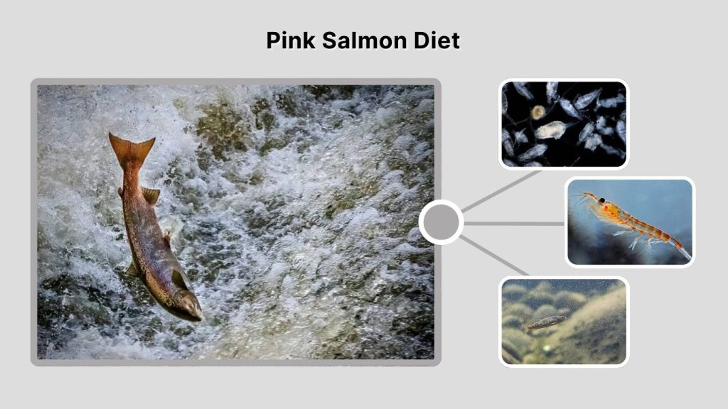 Pink Salmon Diet