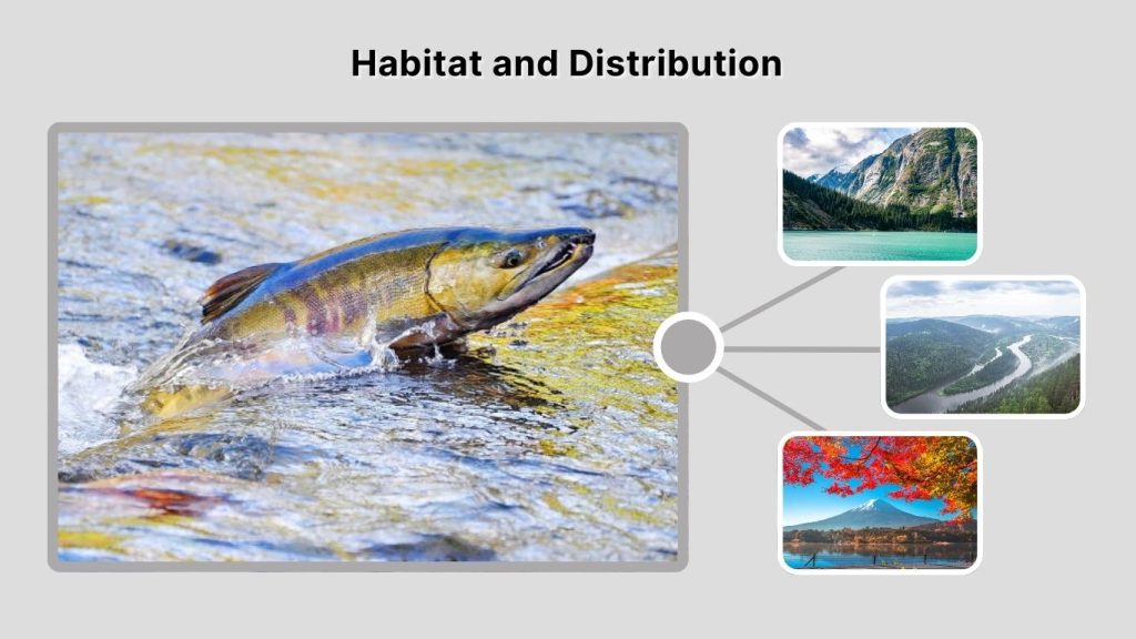 Habitat and Distribution