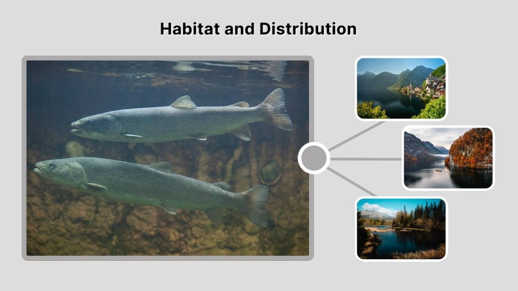 Habitat and Distribution