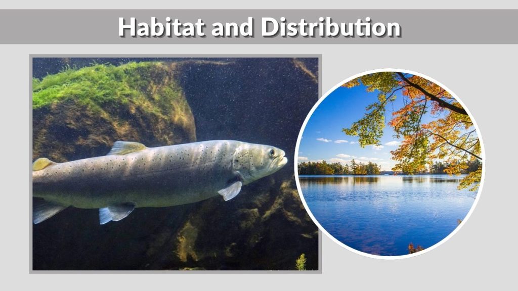 Habitat and Distribution