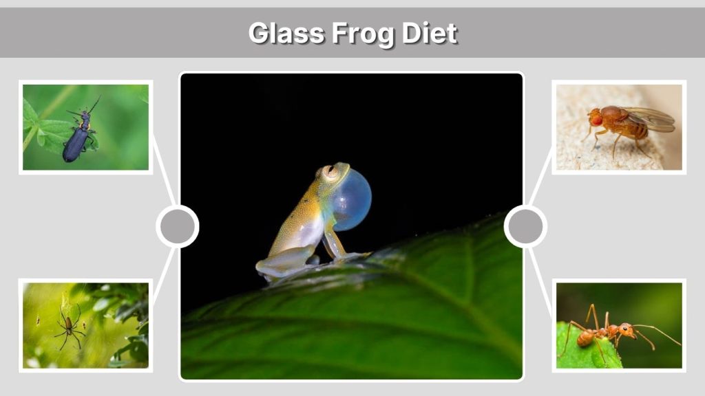 Glass Frog Diet