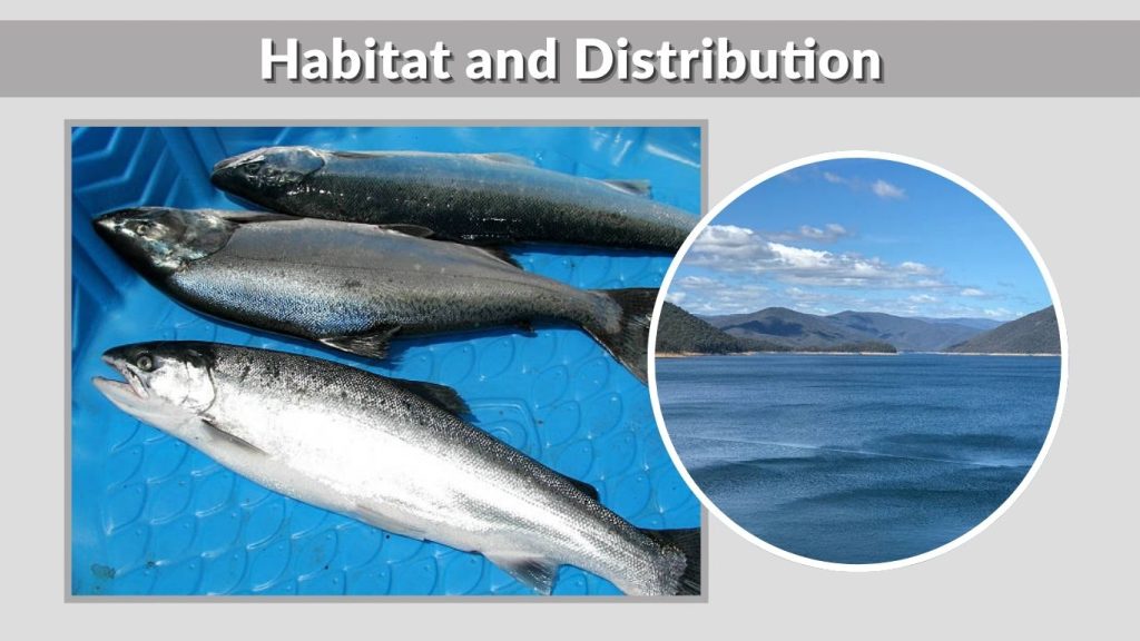 Habitat and Distribution