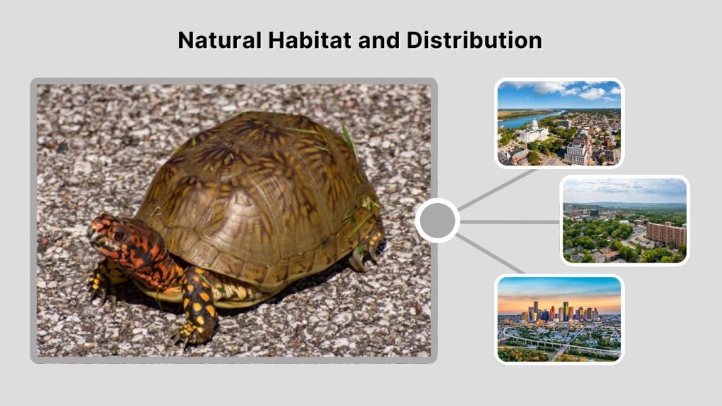 Natural Habitat and Distribution