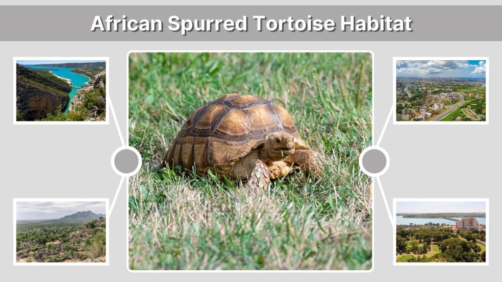 African Spurred Tortoise Habitat