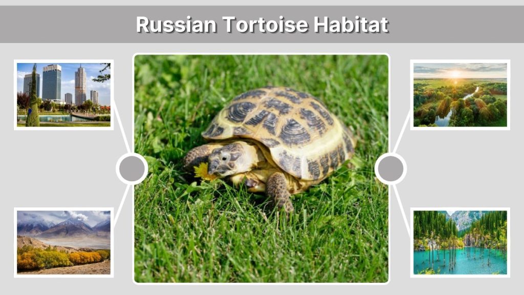 Russian Tortoise Habitat