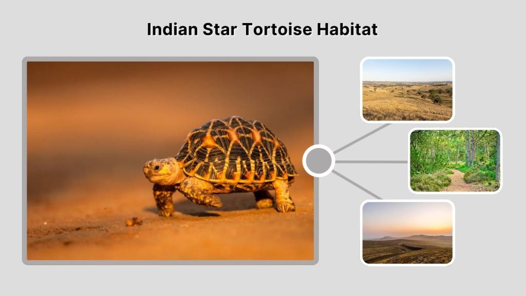 Indian Star Tortoise Habitat