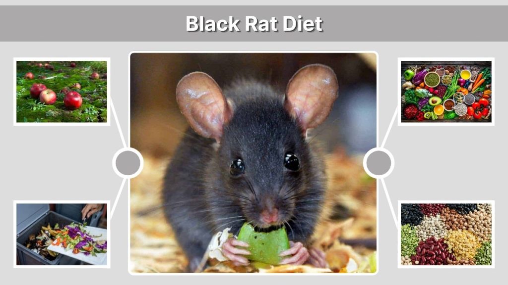 Black Rat Diet