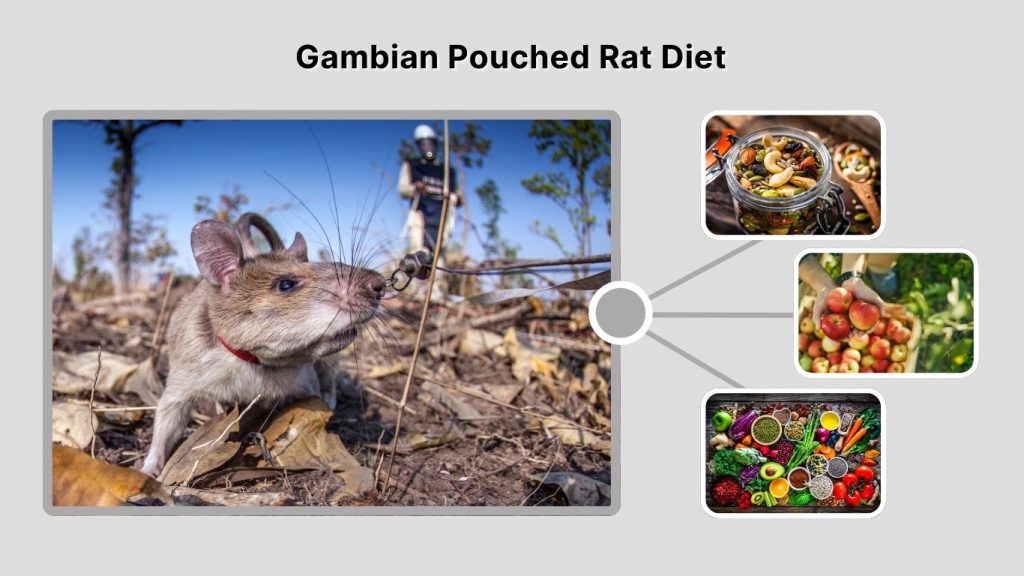 Gambian Pouched Rat Diet