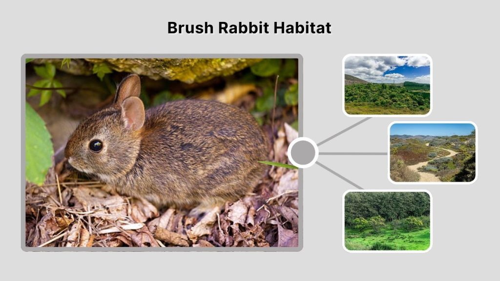 Brush Rabbit Habitat