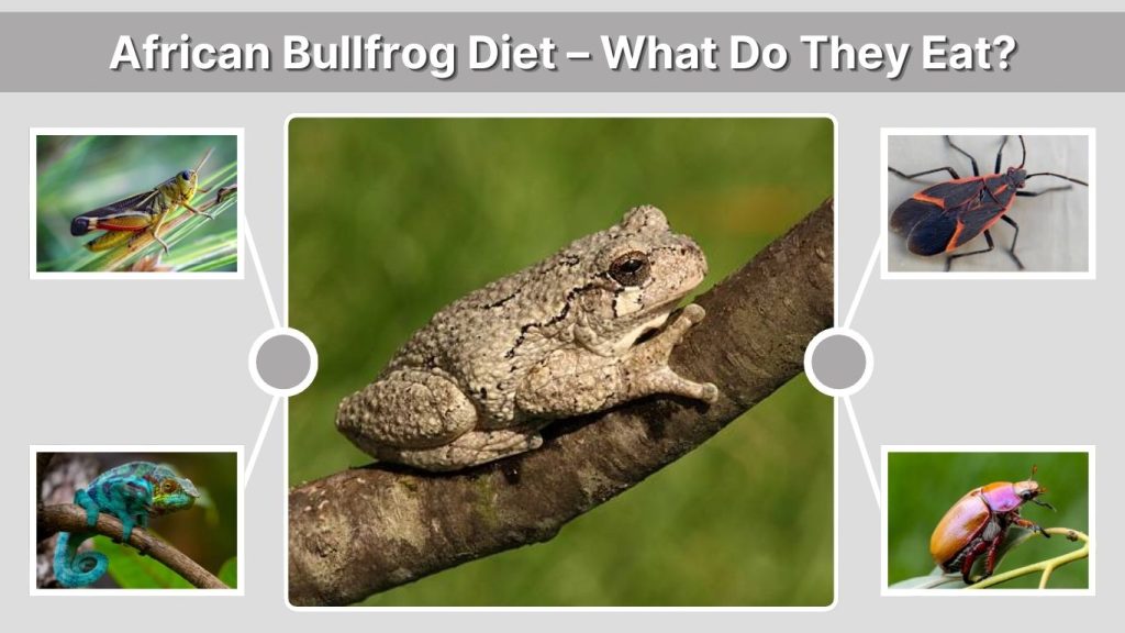 African Bullfrog Diet – What Do They Eat?