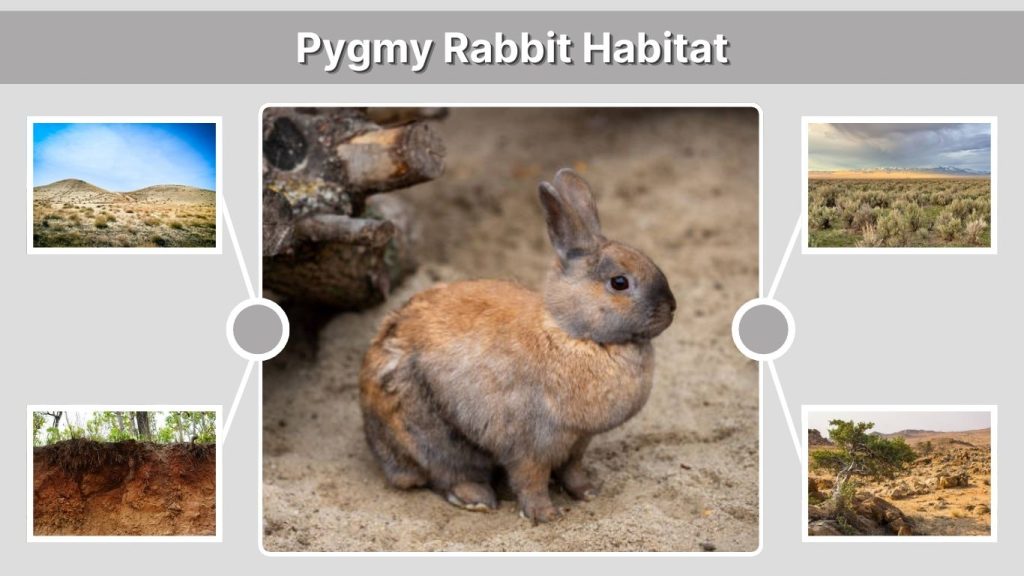 Pygmy Rabbit Habitat