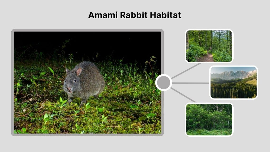 Amami Rabbit Habitat