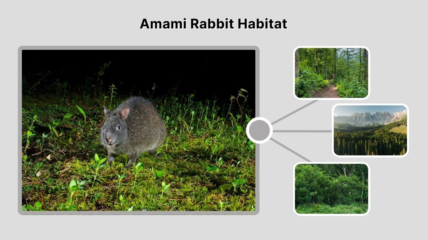 Primitive Amami Rabbit Amami Rabbit: Identification, Habitat, Diet, and Life Cycle