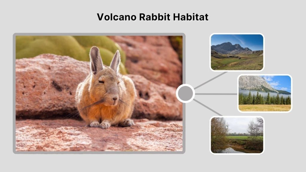 Volcano Rabbit Habitat