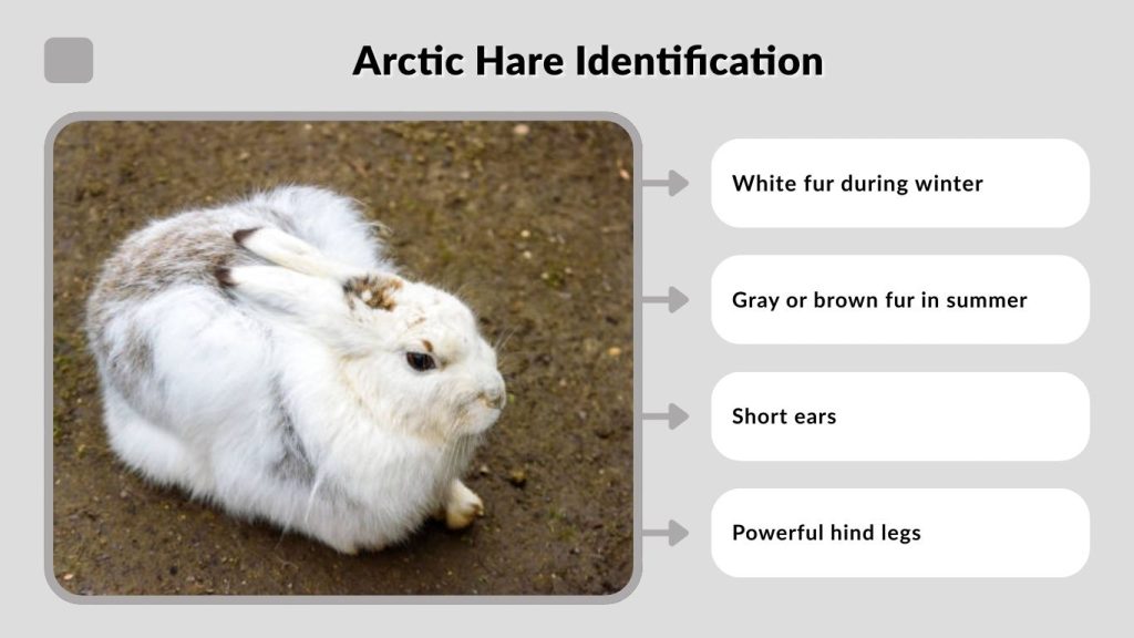 Arctic Hare Identification
