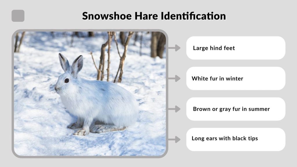 Snowshoe Hare Identification