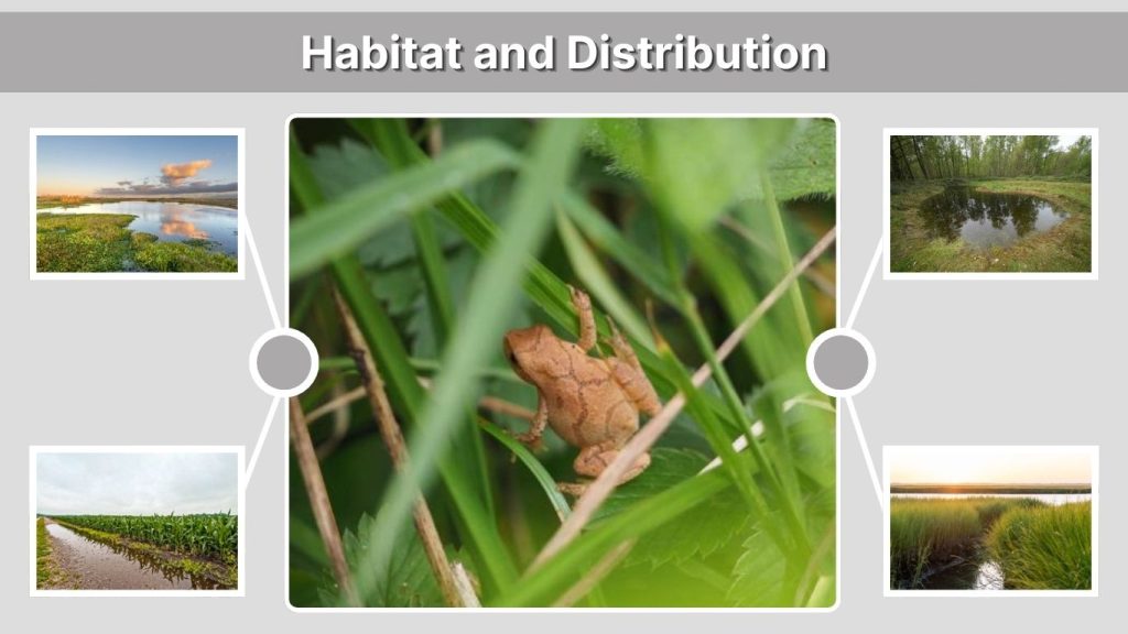 Habitat and Distribution