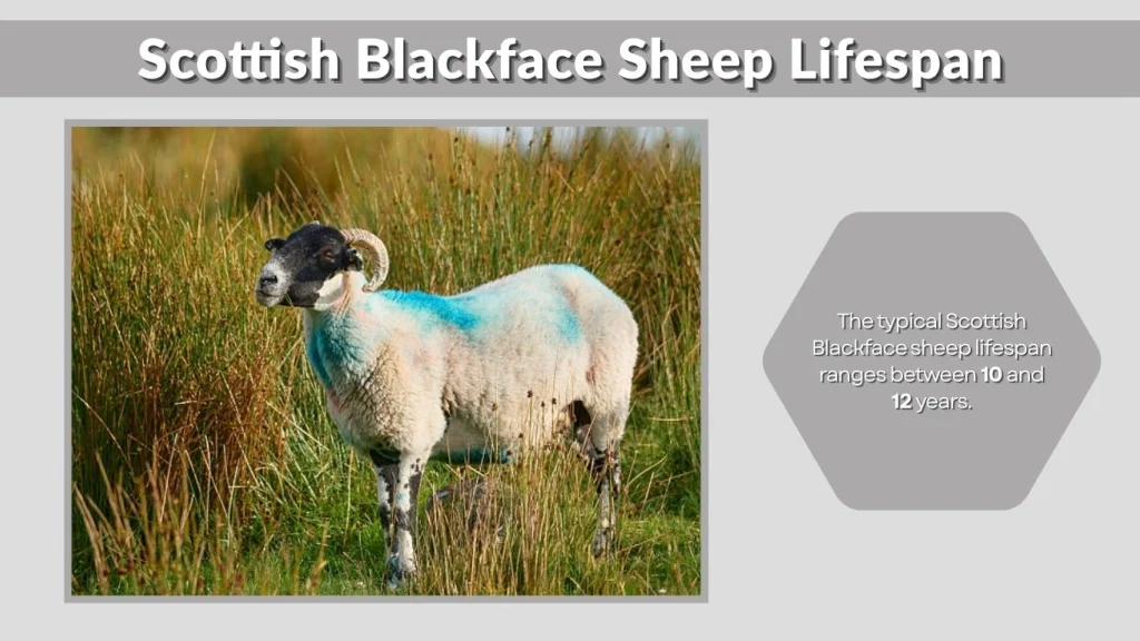 Scottish Blackface Sheep Lifespan