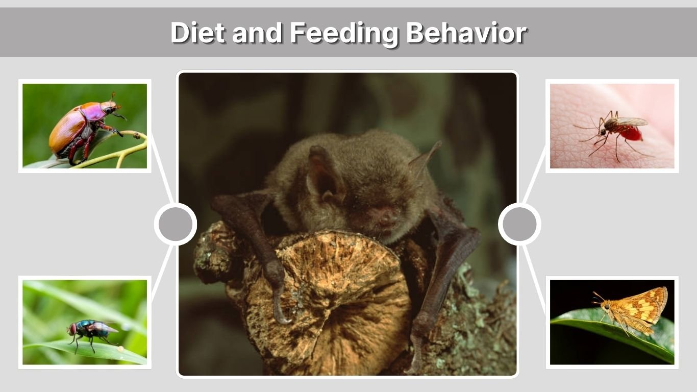 Insect Eating Bat Little Brown Bat: Habitat, Diet, Behavior and Facts