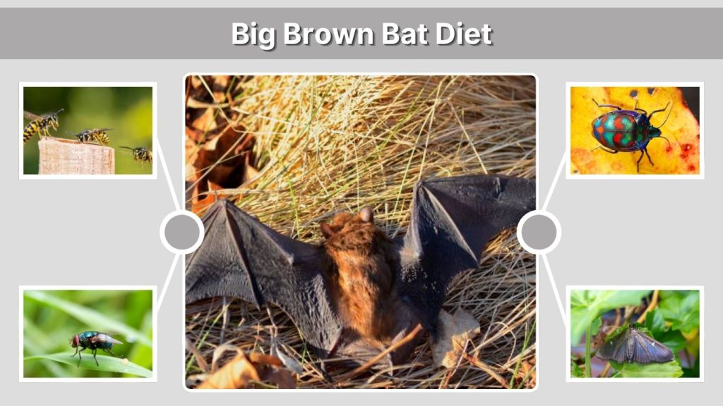 Big Brown Bat Diet