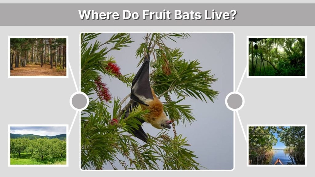 Where Do Fruit Bats Live?