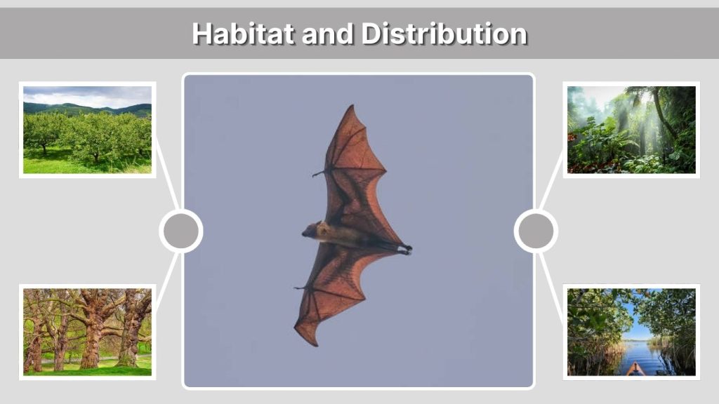 Habitat and Distribution