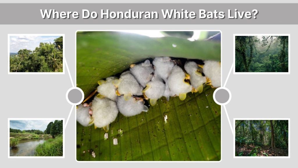 Where Do Honduran White Bats Live?