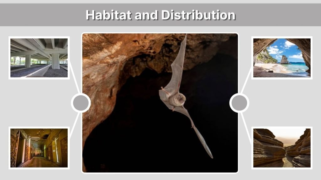 Habitat and Distribution