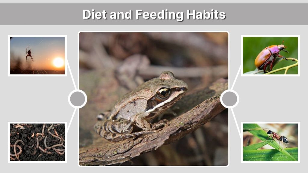 Diet and Feeding Habits