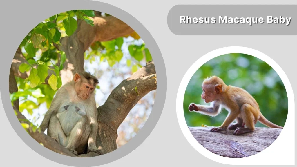 Rhesus Macaque Baby (Infant Development)