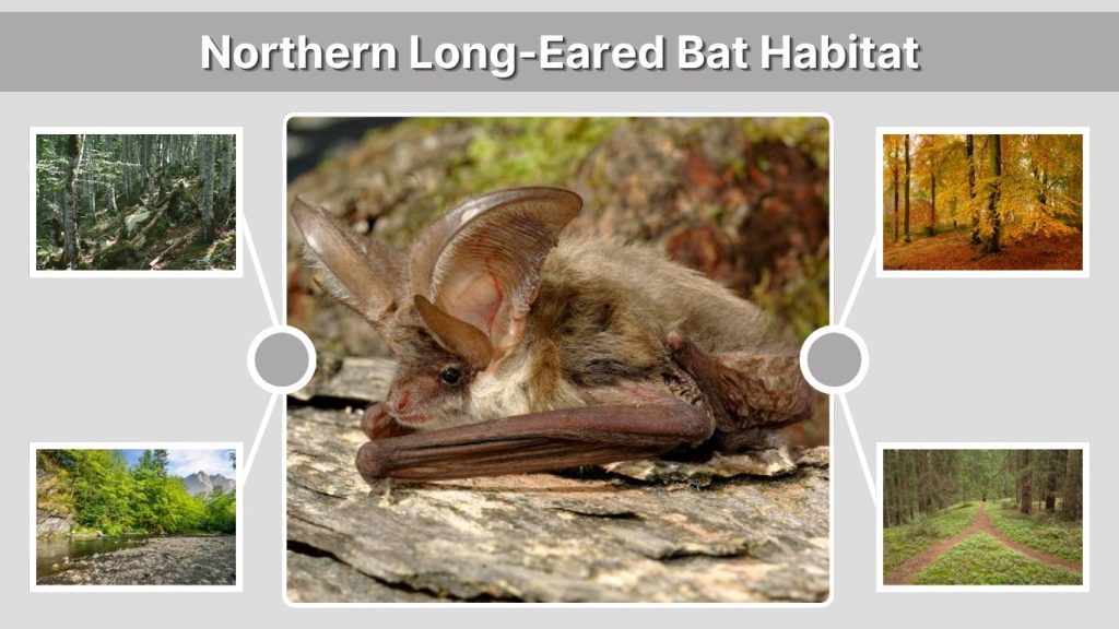 Northern Long-Eared Bat Habitat