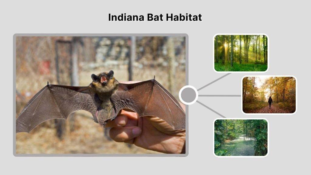 Indiana Bat Habitat