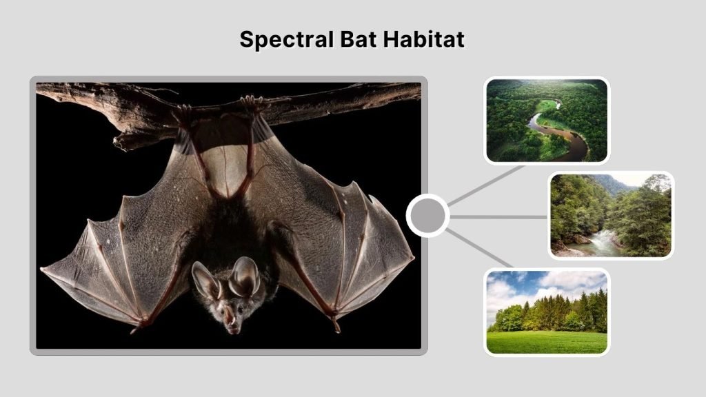 Spectral Bat Habitat